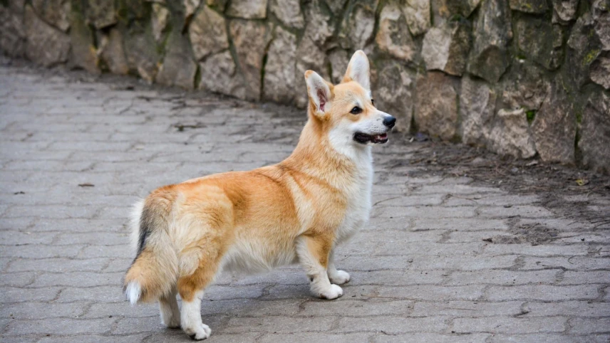 440742905_450885197627403_6047408085389895950_n