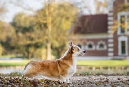 Another Champion of Pemberry LTD Kennel !!