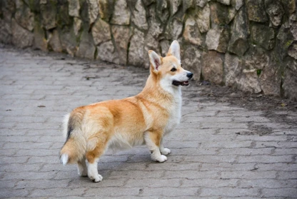 Proudly Announcing Chipke’s Excellent Breeding Qualification!