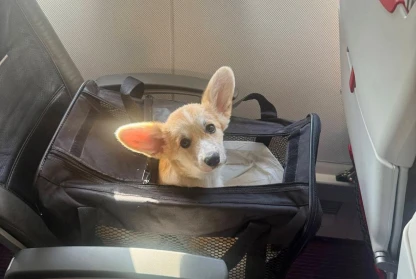 The first Pemberry LTD puppy of Norway !