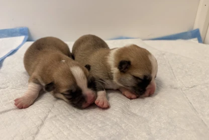 Puppies Have Arrived!
